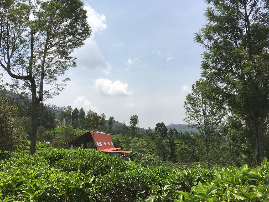 TEA STUDIO | NILGIRI BAI MU DAN